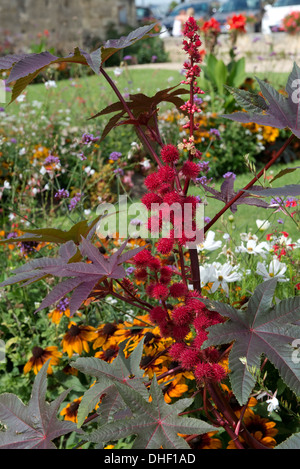 An ornamental castor oil plant or castor bean seeding in a public garden in St Emilion, France, August Stock Photo