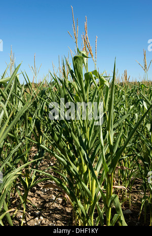 Maize plants with curled and wilted leaves on a hot summer day in Gironde, France Stock Photo