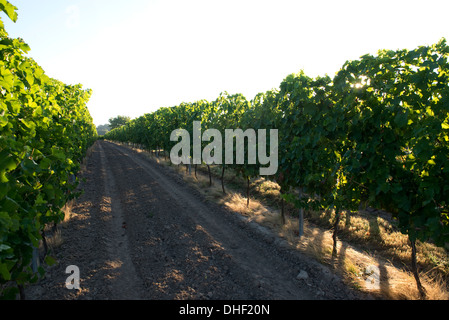 Grapevines in fruit lit by the early morning sun on the banks of the Dordogne near Sainte-Foy-La-Grande, Gironde, France, August Stock Photo