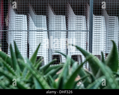 Stacked Plastic Chairs Agaves Stock Photo