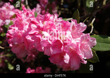 Rhododendrenpark HOBBIE in Linswege near Westerstede, Ammerland, Lower  Saxony, Germany Stock Photo - Alamy