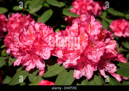 Rhododendrenpark HOBBIE in Linswege near Westerstede, Ammerland, Lower  Saxony, Germany Stock Photo - Alamy