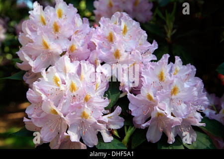 Rhododendrenpark HOBBIE in Linswege near Westerstede, Ammerland, Lower  Saxony, Germany Stock Photo - Alamy