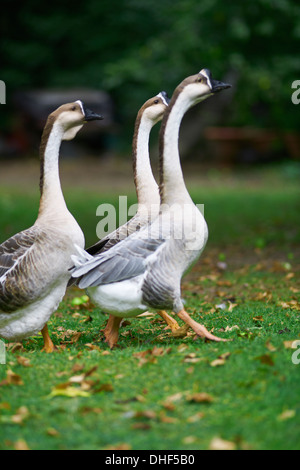 Three chinese geese in park