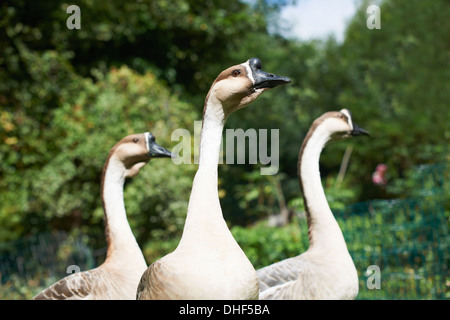 Close up of three chinese geese in park Stock Photo