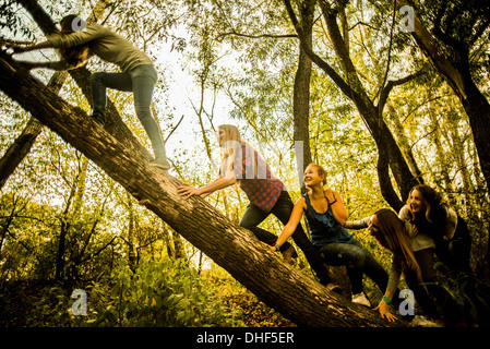 Five young women climbing tree in woods Stock Photo