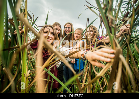 Five young women peering through reeds Stock Photo