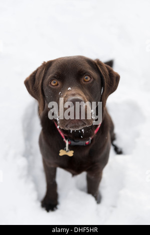 Chocolate brown labrador retriever Stock Photo