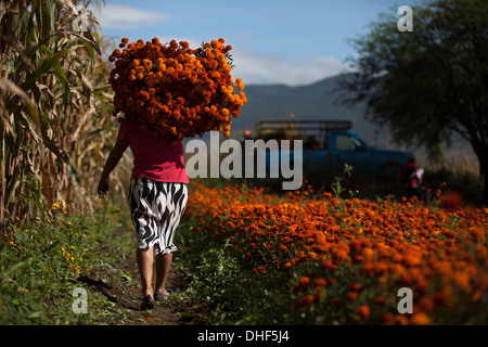 Farmers collect marigolds, known as 'cempasúchil' in, used for Day of the Dead in San Sebastian de Abasolo, Oaxaca, Mexico Stock Photo