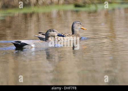 Gadwell Stock Photo