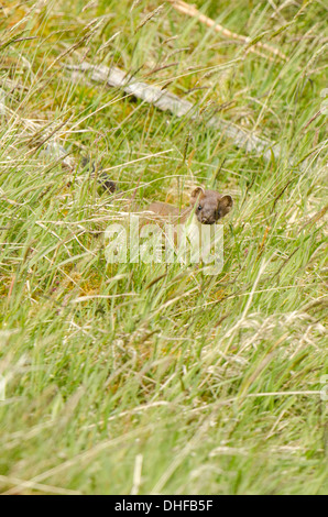 Adult in summer pelage hunting in grass in portrait view. Stock Photo