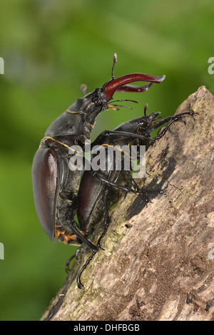 Mating Stag Beetles - Lucanus cervus Stock Photo