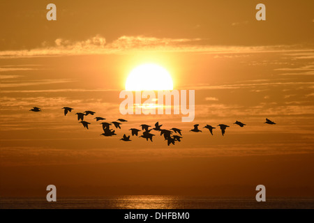 Oystercatcher Haematopus ostralegus Stock Photo