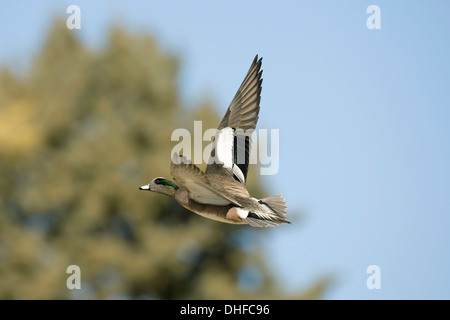 American Wigeon Anas americana - Male in flight Stock Photo