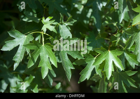 Türkei, Provinz Mugla, Blatt eines Amberbaumes (Liquidambar orientalis, Anadolu sigla agaci) Stock Photo