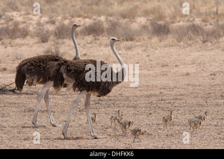 Ostrich with young in the Kalahari desert Stock Photo