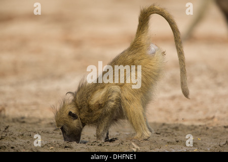 Side view of Female Chacma Baboon (Papio ursinus) drinking from muddy spring Stock Photo