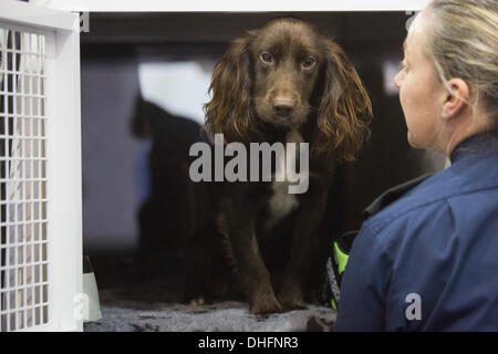 London, UK. 9 November 2013. Lexi, 10 month, Sprocker, soon to be a police dog in training with handler Hellen Cannings. The Kennel Club's two-day event Discover Dogs 2013 opens its doors at the Earl's Court Exhibition Centre, London. Photo: Nick Savage/Alamy Live News Stock Photo