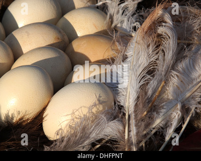 closeup of ostrich eggs on the market in Marrakech Stock Photo