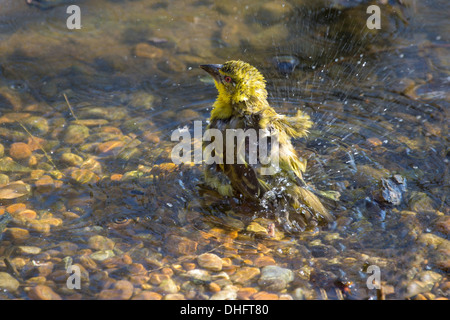 Female Black-headed Weaver having a bath Stock Photo