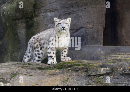 6 Months old Snow Leopard cub Stock Photo
