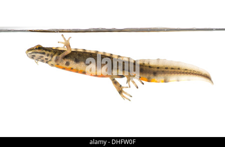smooth newt underwater on white background Stock Photo