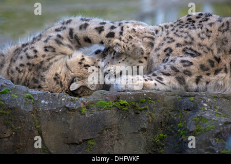 Cuddling Snow Leopards Stock Photo - Alamy