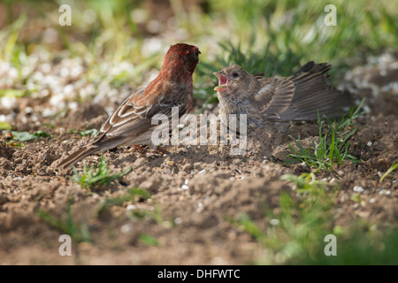 Male House Finch feeding chick on ground Stock Photo