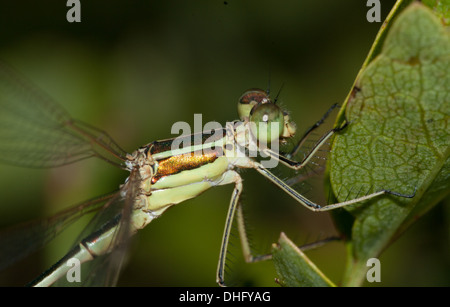 The first ever Lestes barbarus Southern emerald damselfly found in Essex, UK Stock Photo