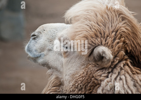 Camelus bactrianus commonly known as Domestic or Bactrian camel Beijing Zoo in Xicheng District, Beijing, China Stock Photo