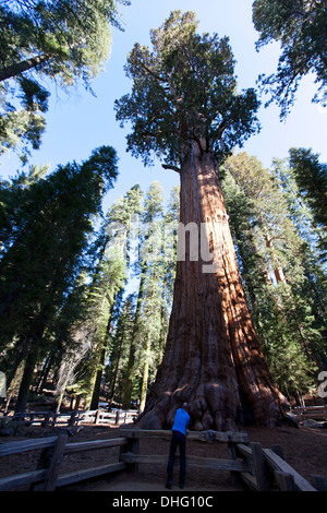 'General Sherman' the largest tree in the world, Sequoia National Park, California, U.S.A. Stock Photo
