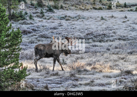 Moose (Alces alces) Bull moose, In its natural habitat, looking for food. Scenic photo in early morning. Stock Photo