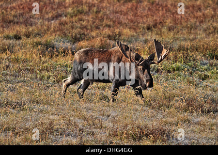 Moose (Alces alces) Bull moose, with large set of antlers, In its natural habitat, looking for food. Scenic photo. Stock Photo