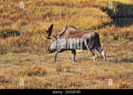 Moose (Alces alces) Bull moose, with full rack of antlers, In its natural habitat, looking for food. Scenic photo. Stock Photo