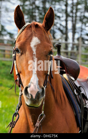 A front view portrait of a quarter horse alert saddled and ready to ride. Stock Photo