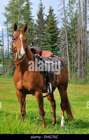 A vertical image of a quarter horse saddled with a western saddle Stock Photo