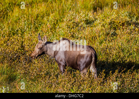 Moose (Alces alces) Beautiful rich, brown colored calf, in it's natural habitat, looking for food and feeding. Scenic photo. Stock Photo