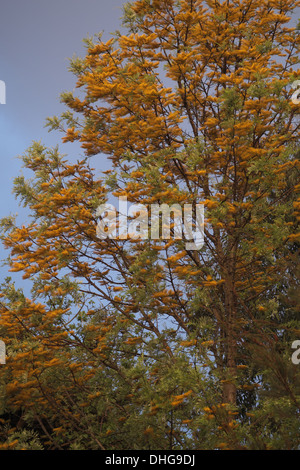 Silky Oak, Grevillea robusta in flower Stock Photo