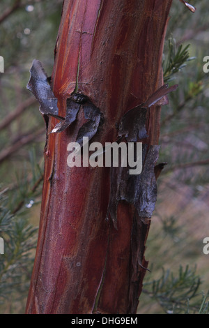 Eucalyptus Caesia after rain, shedding bark. Stock Photo