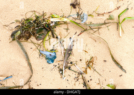 Seaweed and bluebottle jellyfish washed up on an Australian beach after a storm Stock Photo