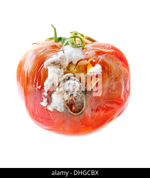 rotten tomato on a white background Stock Photo