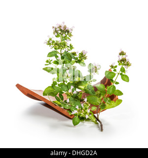 Blooming marjoram sprig with terracotta broken on white background Stock Photo