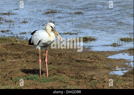 Spot-billed Pelican (Pelicanus Philippensis) on a Muddy Shore, Yala National Park, Sri Lanka Stock Photo