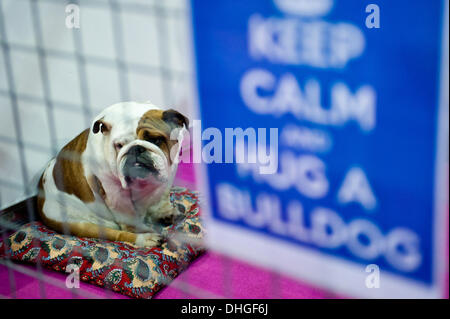 London, UK. 9 November 2013. A bulldog behind a placard reading 'Keep calm and hug a bulldog' is on display at the Discover Dogs 2013 show At Earl's Court. © Piero Cruciatti/Alamy Live News Stock Photo