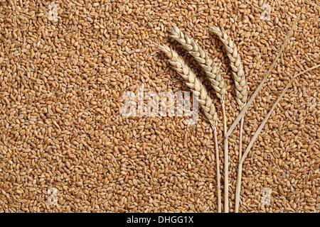 Wheat plants on wheat seeds forming a background Stock Photo