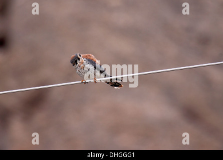 American kestrel hunting from its perch on a cable in Wyoming Stock Photo