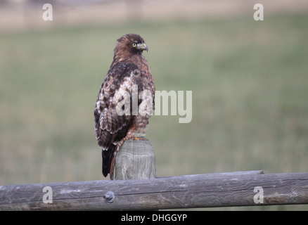 Red tailed hawk in Wyoming Stock Photo