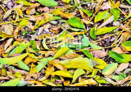 Autumn leaves in the park Stock Photo