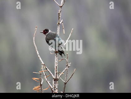 Lewiss woodpecker in Wyoming Stock Photo