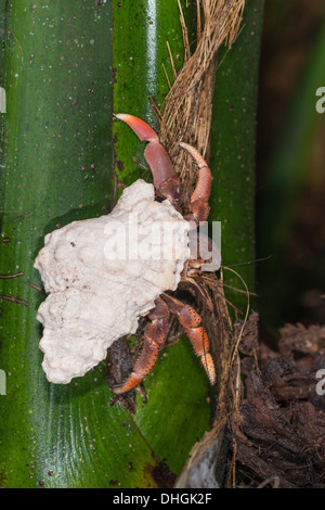 A Caribbean Hermit crab climbing a tree Stock Photo